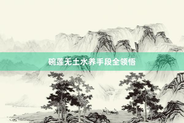 碗莲无土水养手段全领悟